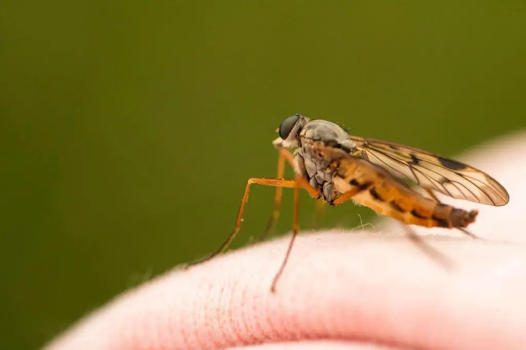 Un mosquito en la piel de una persona.