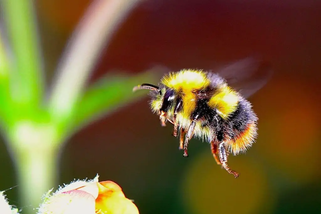 Una abeja zumbando alrededor de una flor.