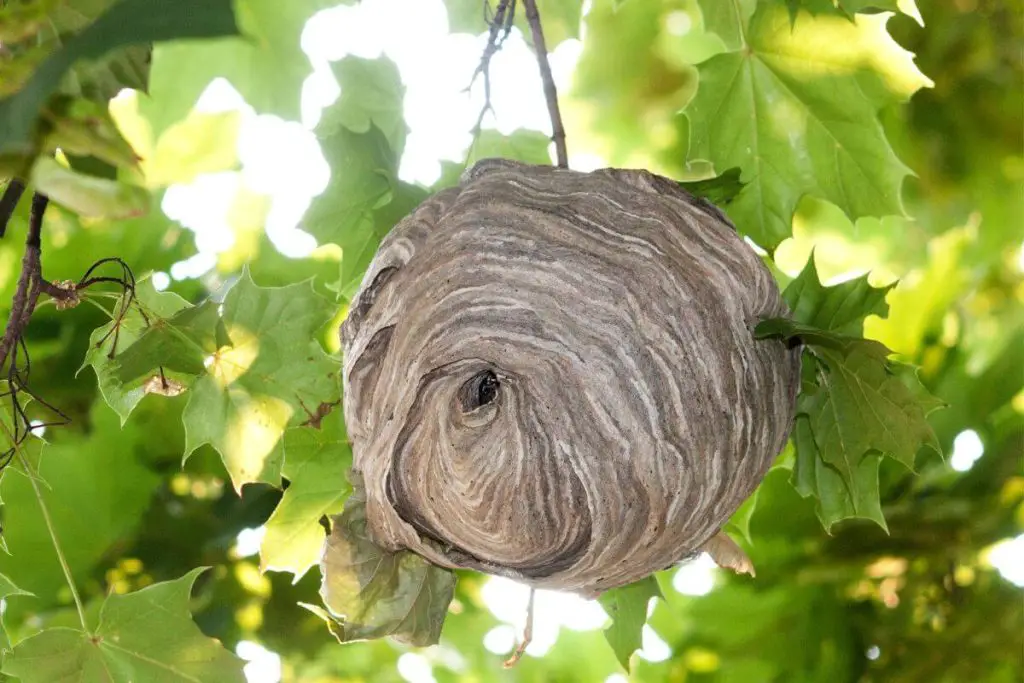 Un nido de avispas en un árbol.