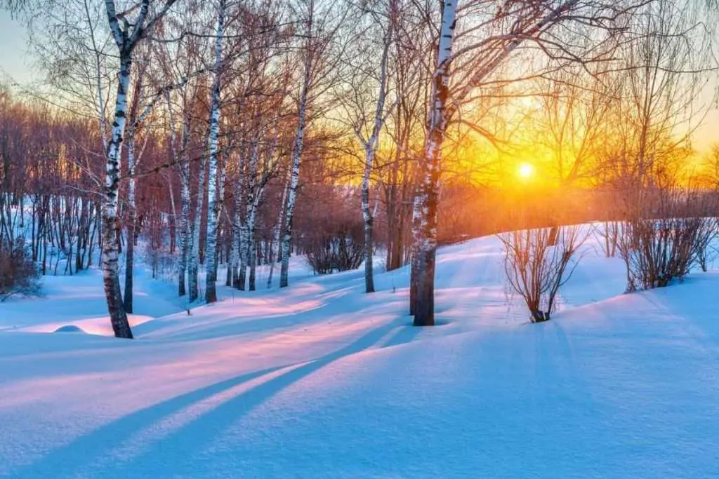La puesta de sol a través de los árboles en invierno.